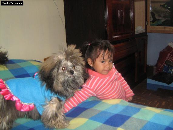La foto del perro
