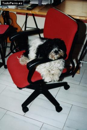 La foto del perro