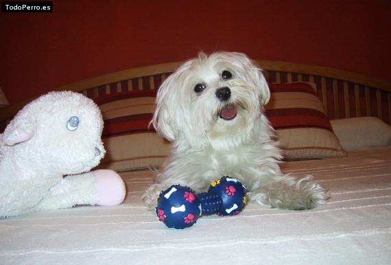 La foto del perro