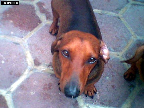 La foto del perro