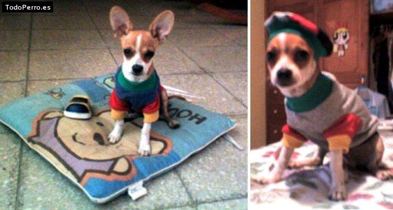 La foto del perro