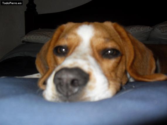 La foto del perro