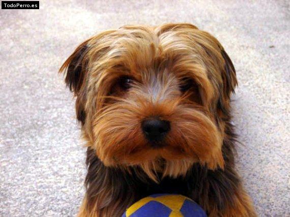 La foto del perro