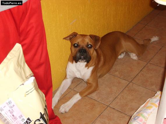 La foto del perro