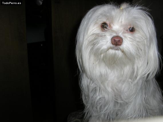 La foto del perro