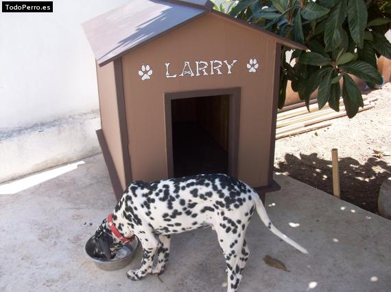 La foto del perro