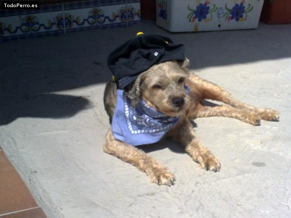 La foto del perro