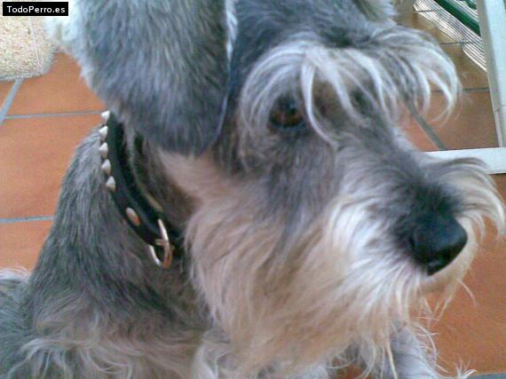 La foto del perro