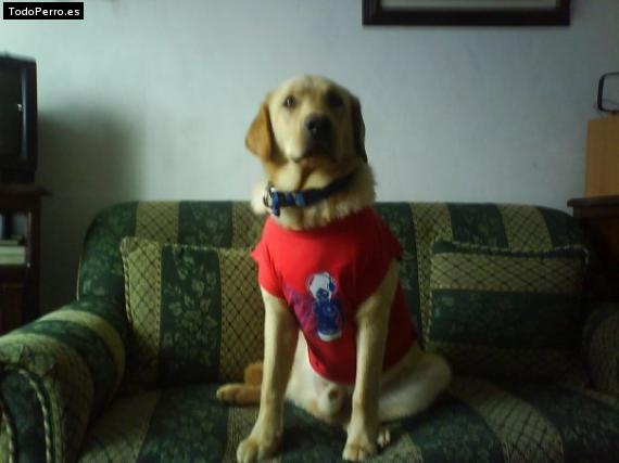 La foto del perro
