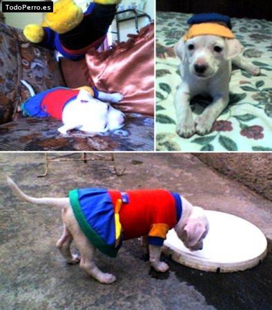 La foto del perro