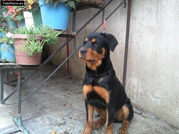 La foto del perro