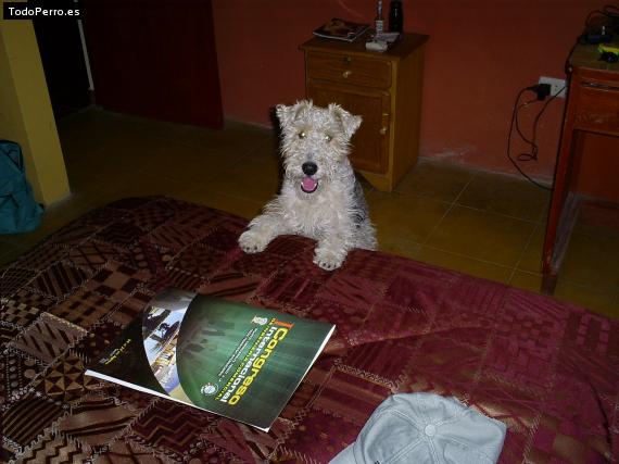 La foto del perro