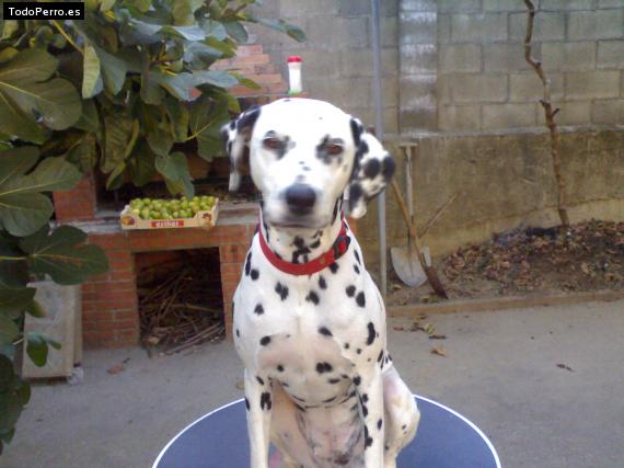 La foto del perro
