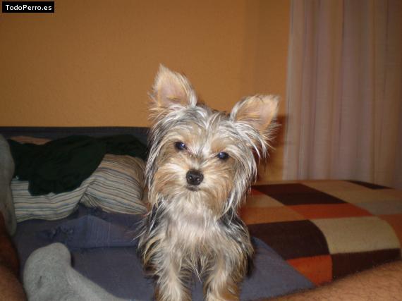 La foto del perro