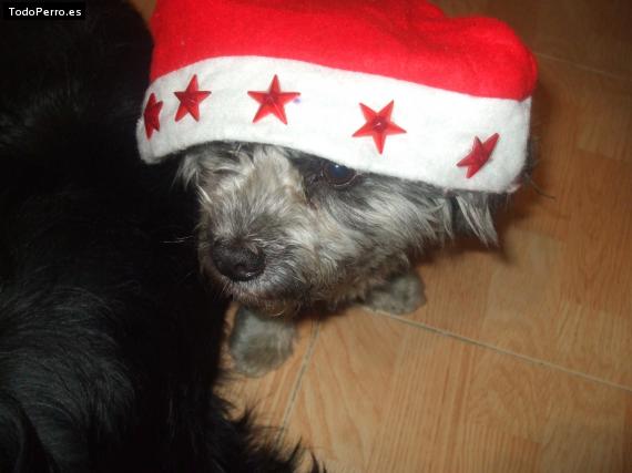 La foto del perro