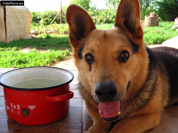 La foto del perro