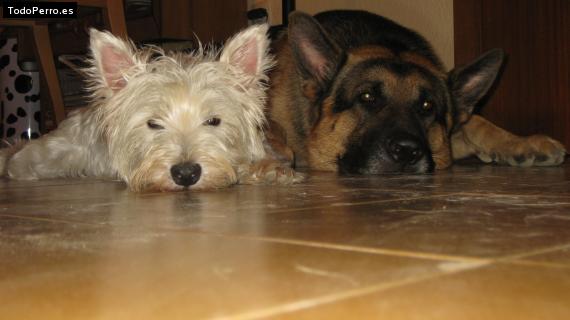 La foto del perro