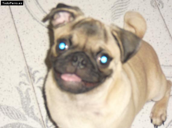 La foto del perro