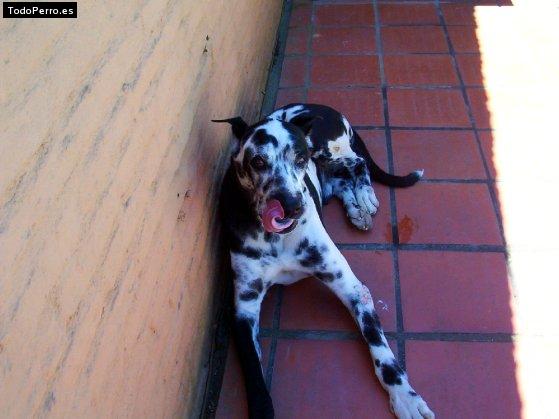 La foto del perro