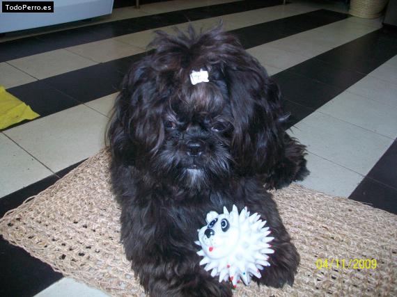 La foto del perro