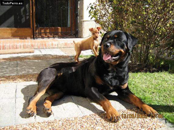 La foto del perro