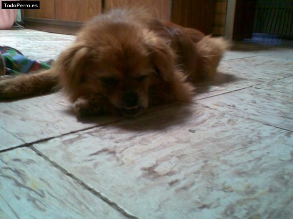 La foto del perro