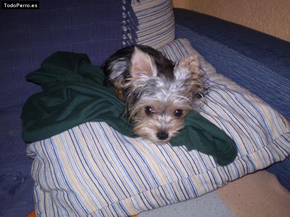 La foto del perro