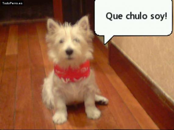 La foto del perro