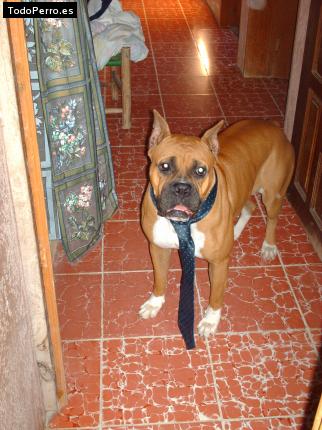La foto del perro