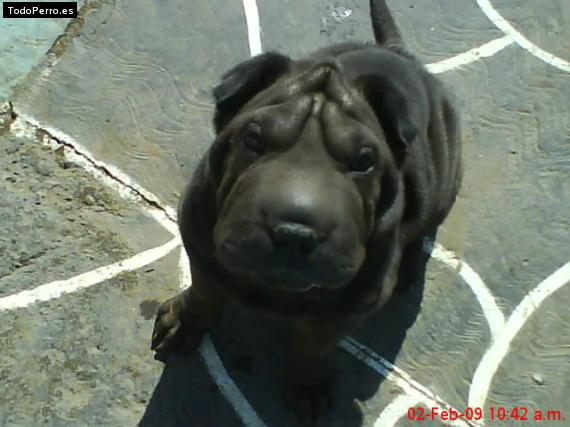 La foto del perro