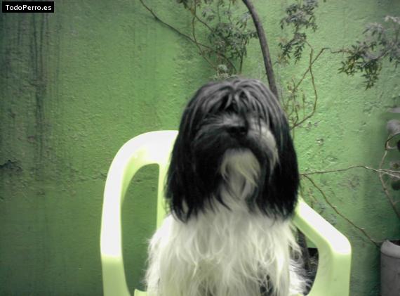 La foto del perro