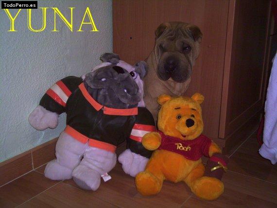 La foto del perro