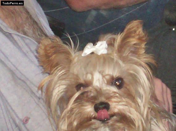 La foto del perro