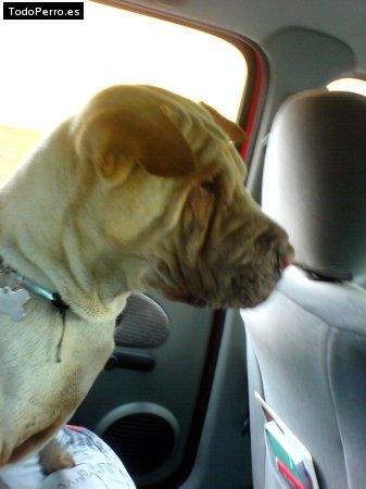 La foto del perro