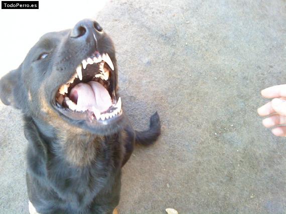 La foto del perro