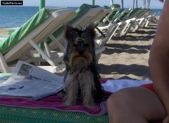 La foto del perro
