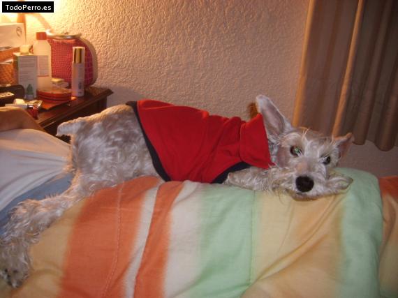La foto del perro