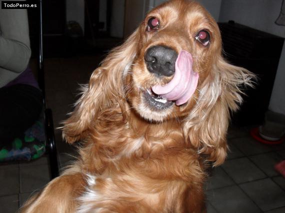 La foto del perro