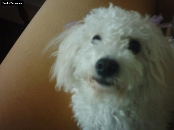 La foto del perro
