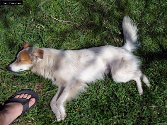 La foto del perro