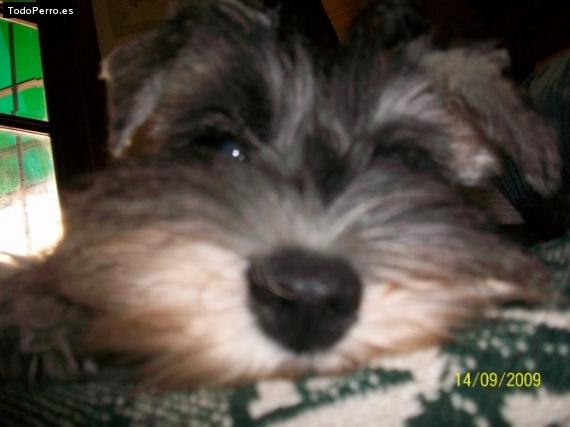 La foto del perro