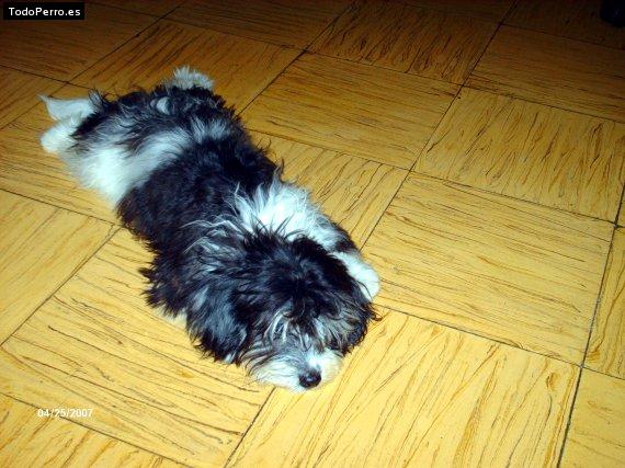 La foto del perro
