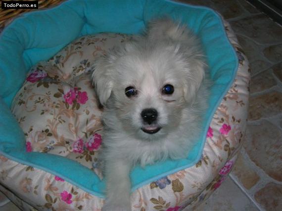 Foto del perro Winni