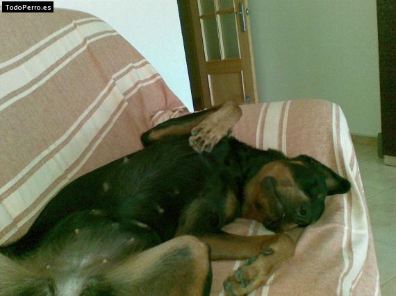 La foto del perro