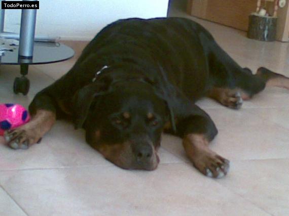 La foto del perro