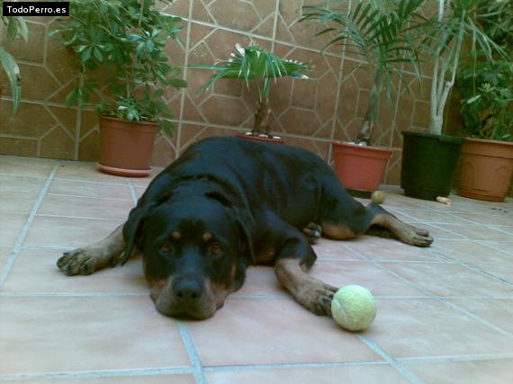 La foto del perro