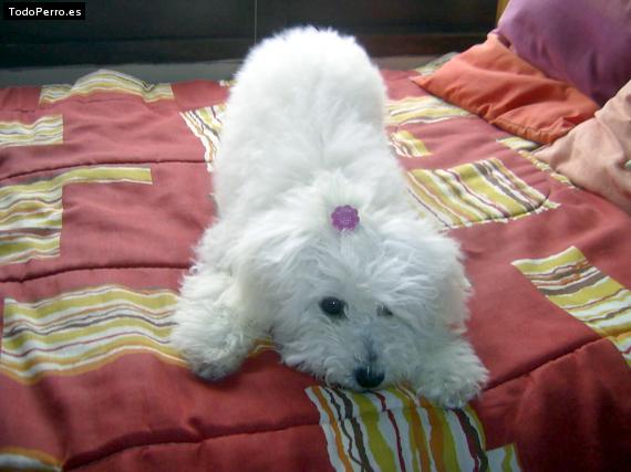 La foto del perro