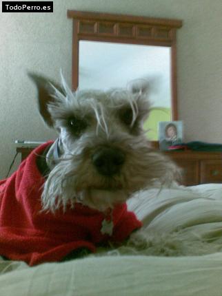 La foto del perro