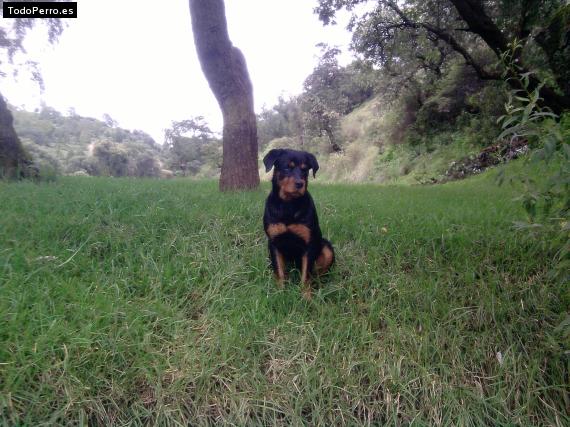 La foto del perro