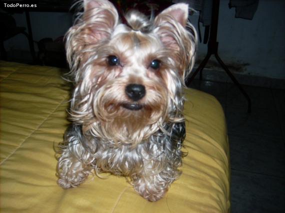 La foto del perro